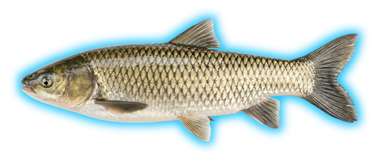White Amur (Ctenopharyngodon idella)