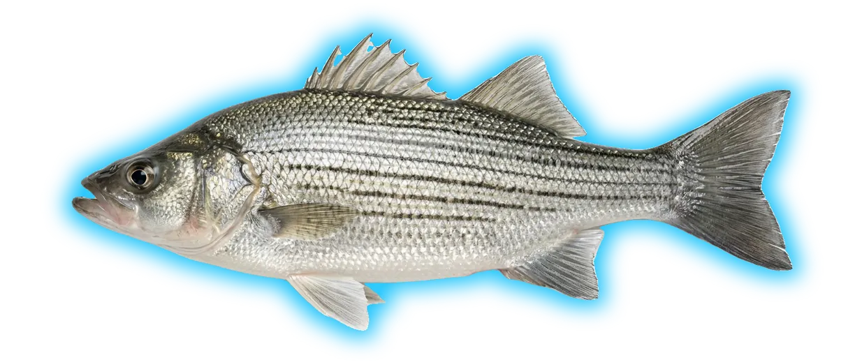 White Bass (Morone chrysops)
