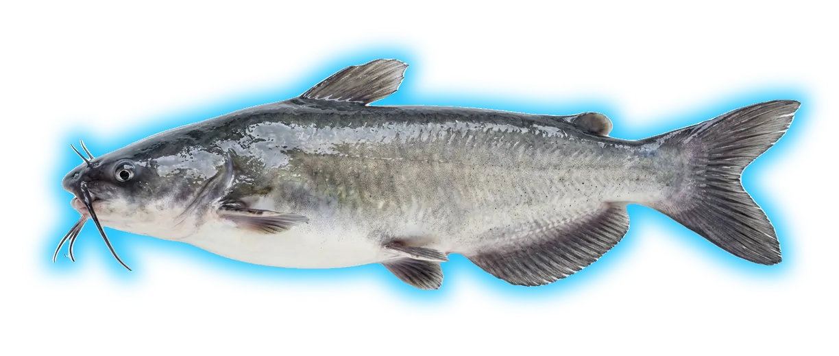 White Catfish (Ameiurus catus)