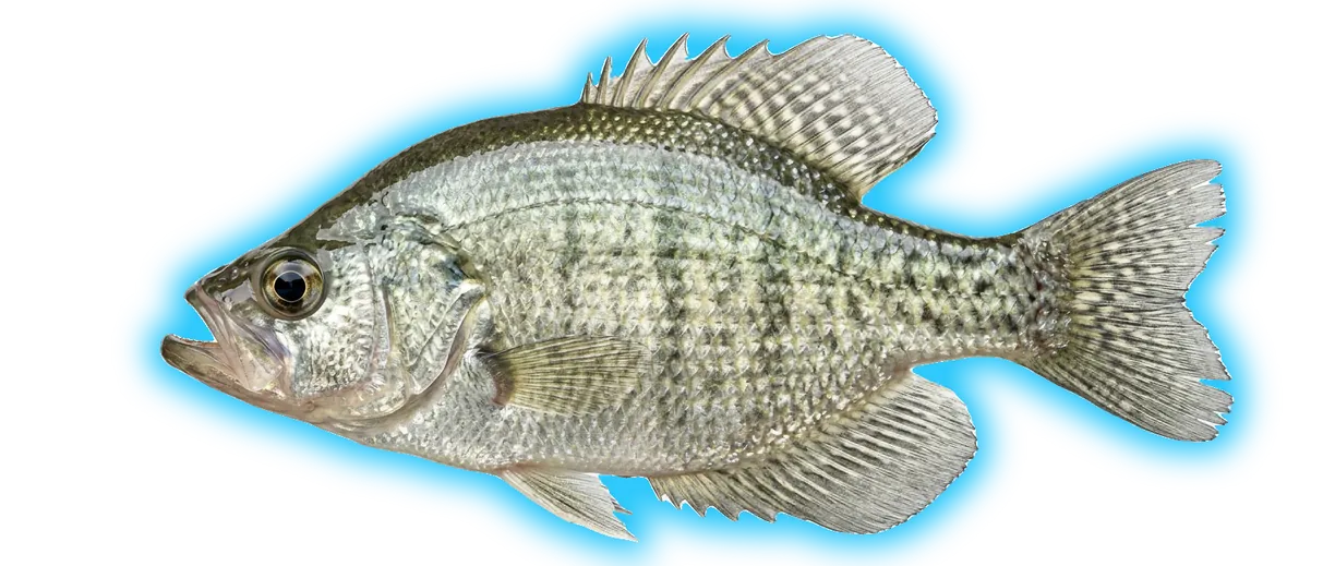 White Crappie (Pomoxis annularis)