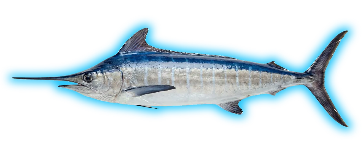 White Marlin (Kajikia albida)