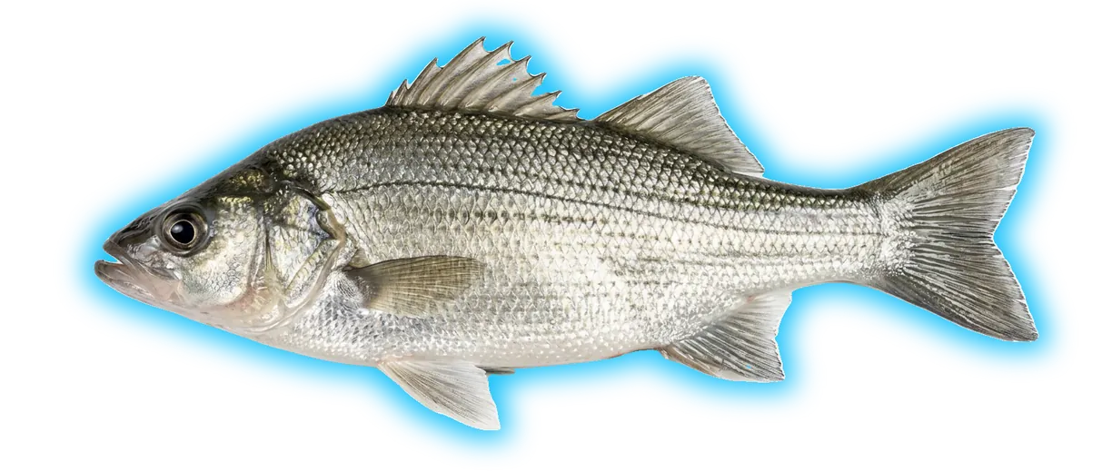 White Perch (Morone americana)