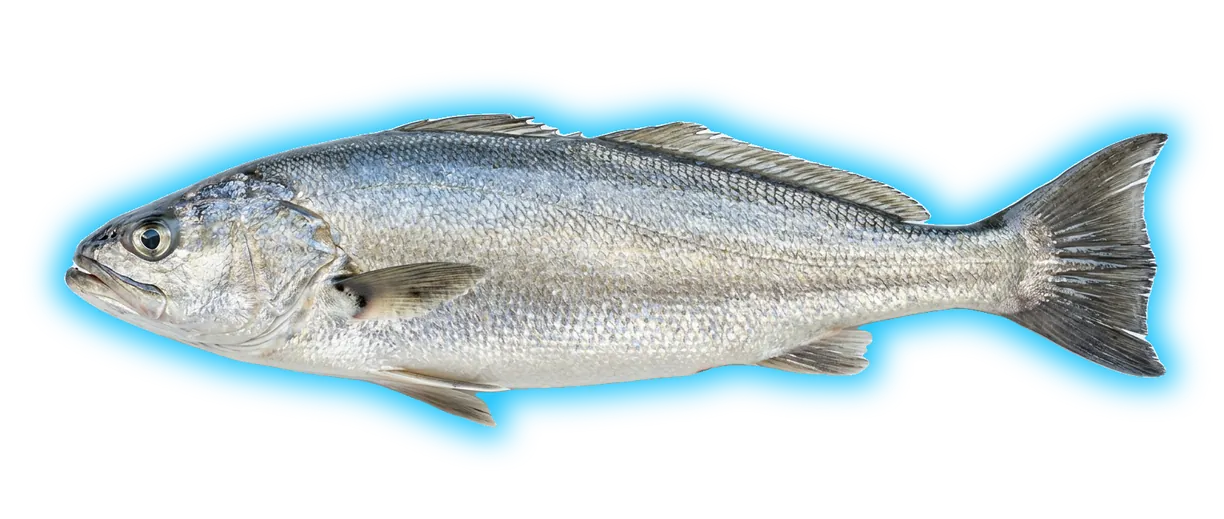 White Seabass (Atractoscion nobilis)