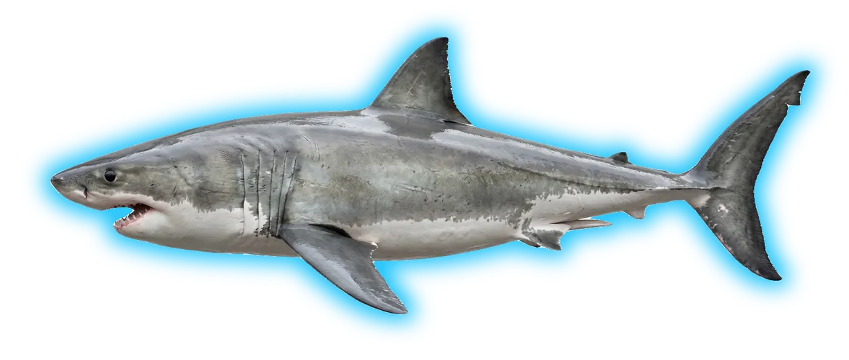 White Shark (Triaenodon obesus)