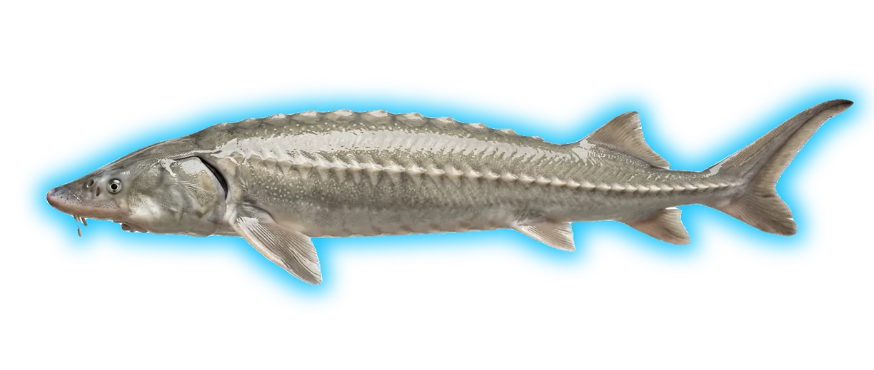White Sturgeon (Sinosturio transmontanus)