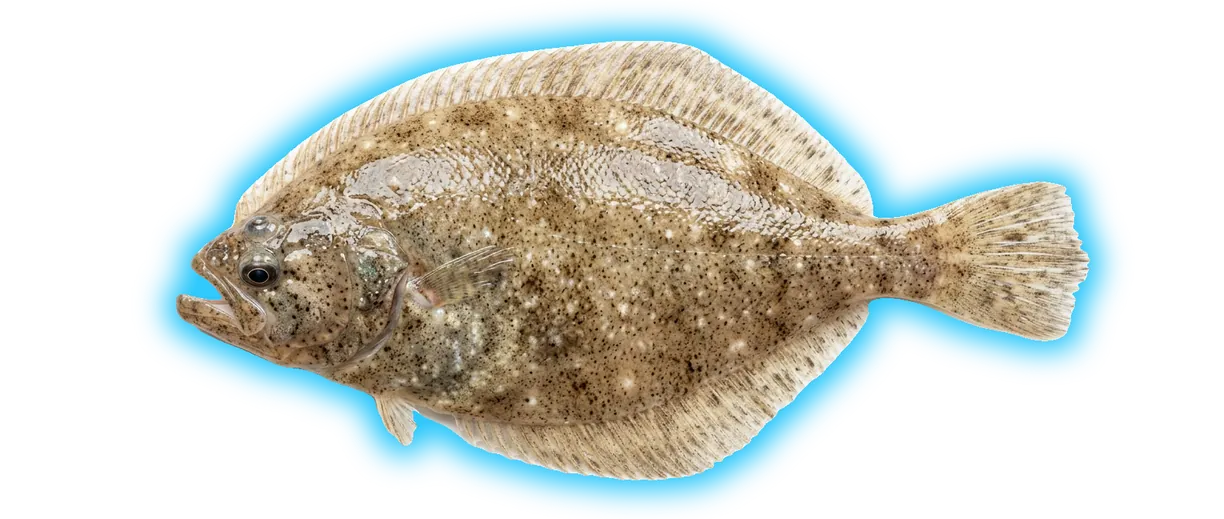 Windowpane Flounder (Scophthalmus aquosus)
