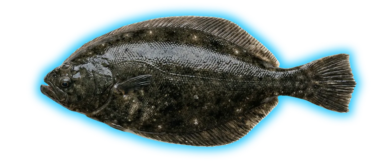 Winter Flounder (Pseudopleuronectes americanus)