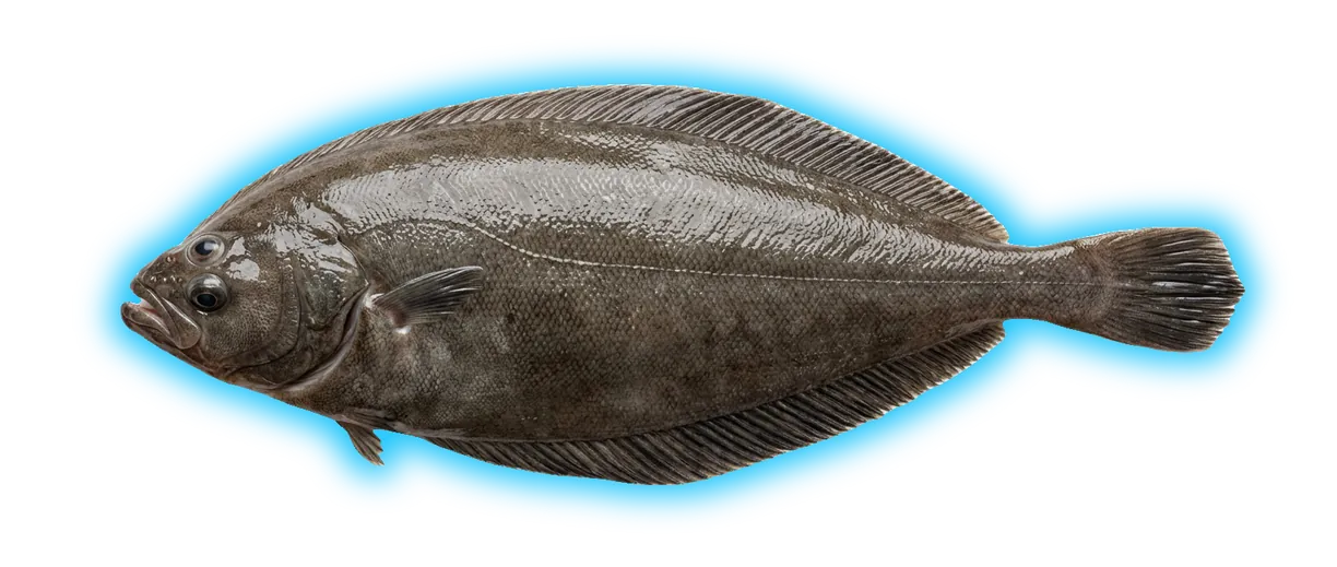 Witch Flounder (Glyptocephalus cynoglossus)