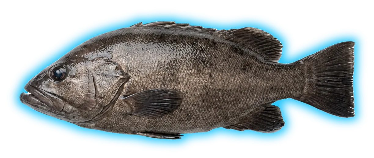 Wreckfish