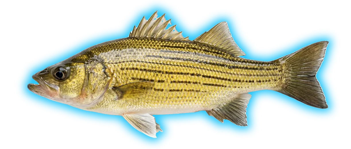 Yellow Bass (Morone mississippiensis)
