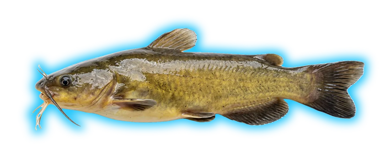 Yellow Bullhead (Ameiurus natalis)