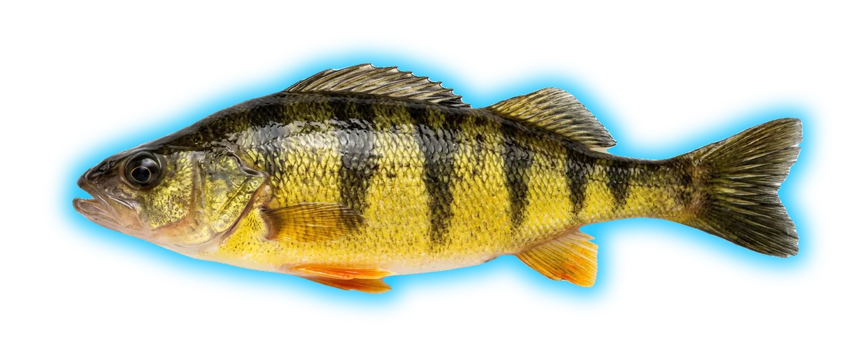 Yellow Perch (Perca flavescens)