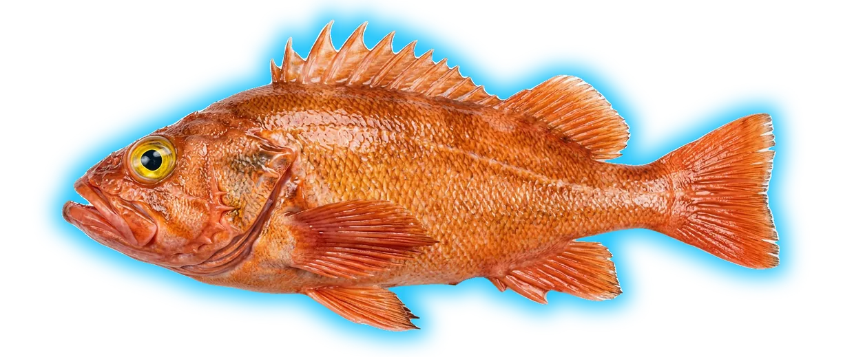 Yelloweye Rockfish (Sebastes ruberrimus)