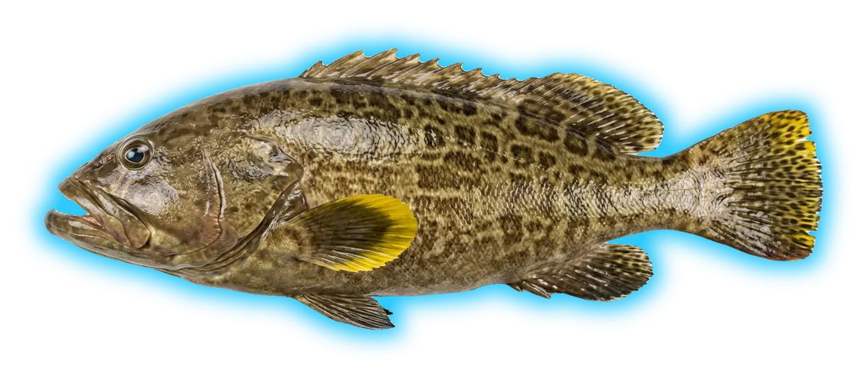 Yellowfin Grouper (Mycteroperca venenosa)