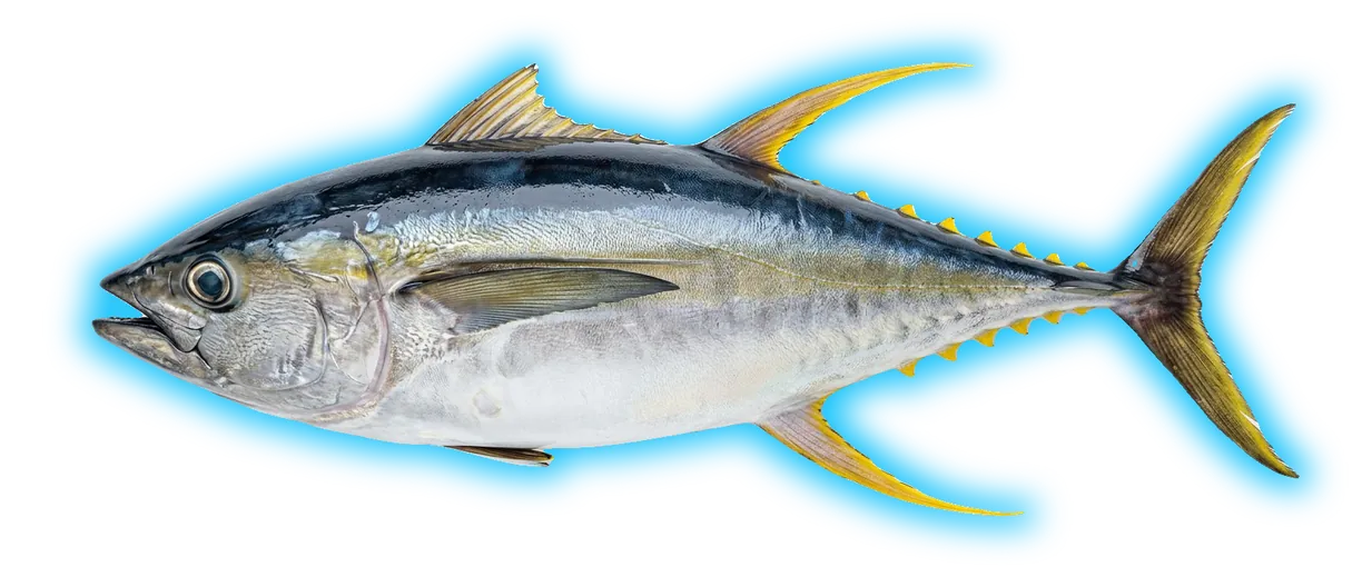 Yellowfin Tuna (Thunnus albacares)