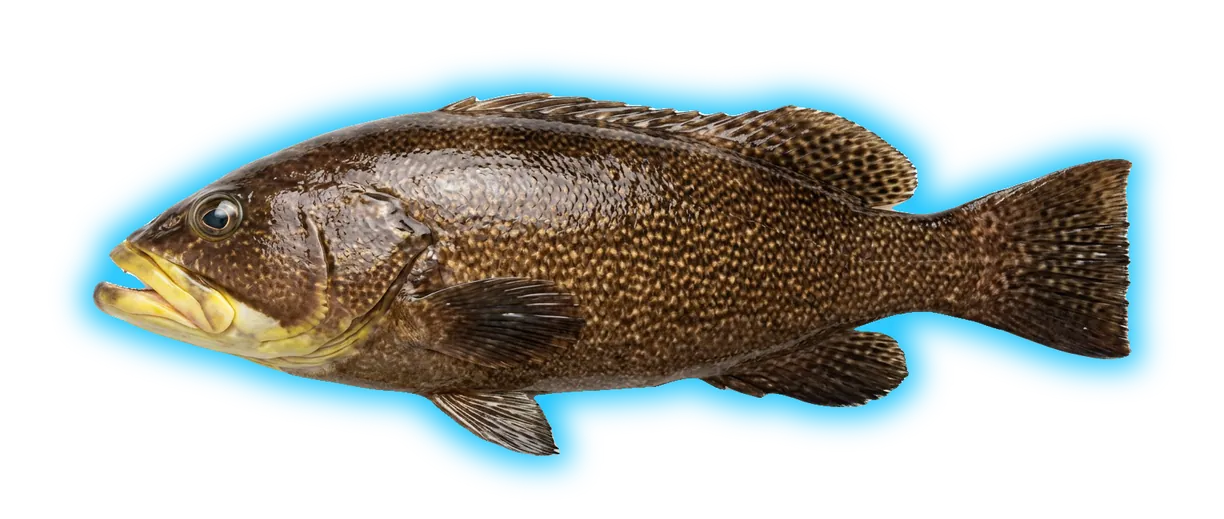 Yellowmouth Grouper (Mycteroperca interstitialis)