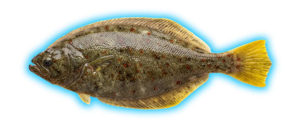 Yellowtail Flounder (Myzopsetta ferruginea)