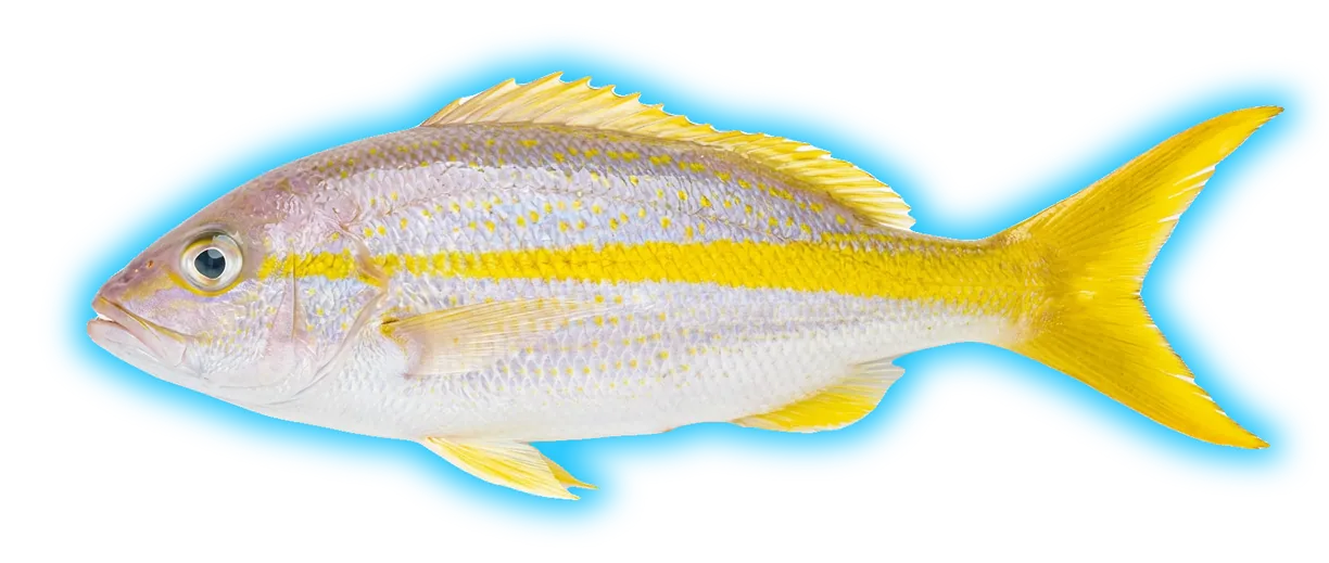 Yellowtail Snapper (Ocyurus chrysurus)