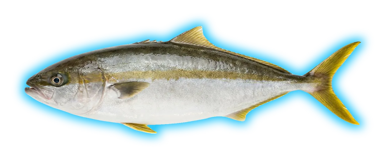 Yellowtail (Amphiprion clarkii)